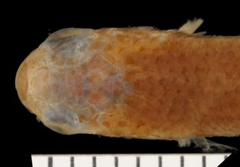 Media type: image;   Ichthyology 6395 Aspect: dorsal head